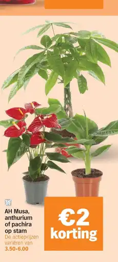 Albert Heijn AH Musa, anthurium of pachira op stam aanbieding