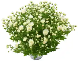 Dirk Bolchrysant potmaat 15cm/ h30cm aanbieding