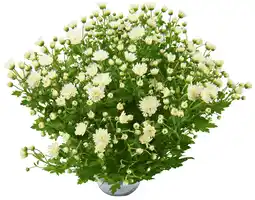Dirk Bolchrysant potmaat 15cm/ h30cm aanbieding
