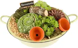 Dekamarkt DekaMarkt Arr. sempervivum zink gekeurd aanbieding