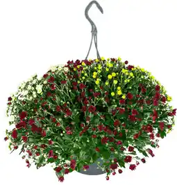 Dekamarkt Dekamarkt Chrysant skyfall p25 hang aanbieding