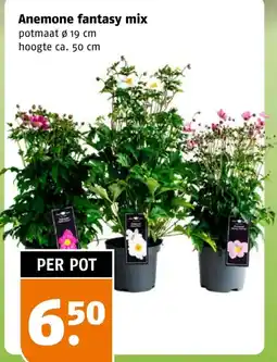 Poiesz Anemone fantasy mix aanbieding