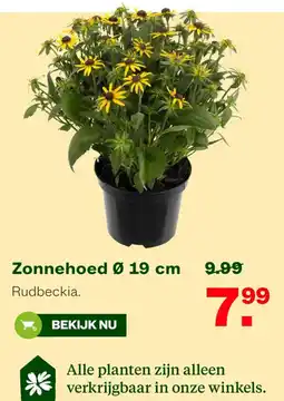 Welkoop Rudbeckia aanbieding