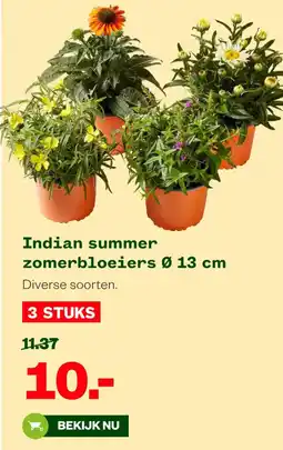 Welkoop Indian summer zomerbloeiers aanbieding