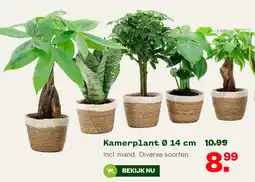 Welkoop Kamerplant aanbieding