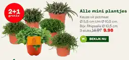 Welkoop Alle mini plantjes aanbieding