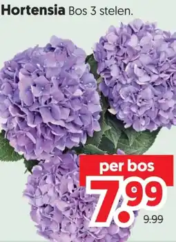 Dekamarkt Hortensia aanbieding