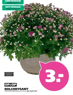 Ranzijn Bolchrysant aanbieding