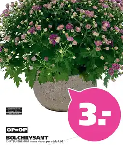 Ranzijn BOLCHRYSANT aanbieding