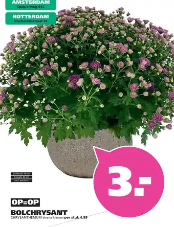 Bolchrysant