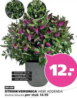 Ranzijn STRUIKVERONICA aanbieding