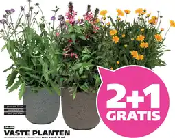 Ranzijn VASTE PLANTEN aanbieding