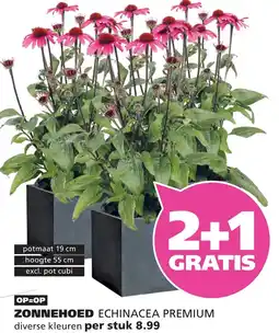 Ranzijn ZONNEHOED aanbieding