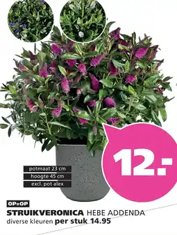 Ranzijn STRUIKVERONICA HEBE ADDENDA aanbieding