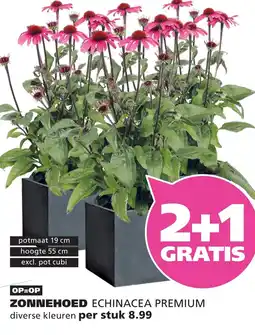 Ranzijn ZONNEHOED ECHINACEA PREMIUM aanbieding
