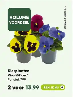 Pets Place Sierplanten Viool aanbieding