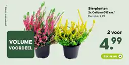 Pets Place Sierplanten 2x Calluna aanbieding