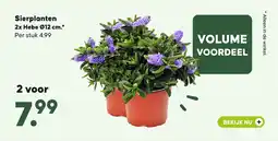 Pets Place Sierplanten 2x Hebe Ø12 cm. aanbieding