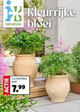Intratuin Pluimspirea aanbieding