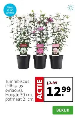 Intratuin Tuinhibiscus hibiscus syriacus aanbieding