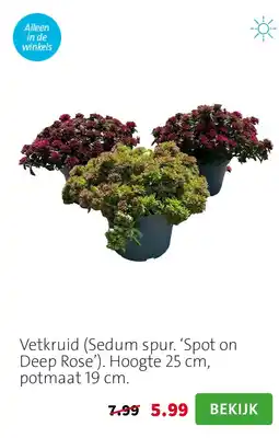Intratuin VetkruidVetkruid Sedum spur Spot on Sedum spur Spot on Deep Rose aanbieding