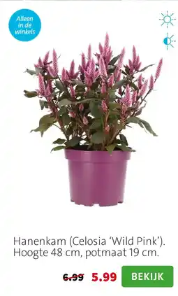 Intratuin Hanenkam Celosia Wild Pink aanbieding