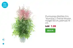 Intratuin Pluimspirea Astilbe chin Younique aanbieding