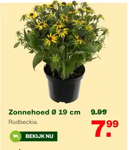 Welkoop Zonnehoed aanbieding
