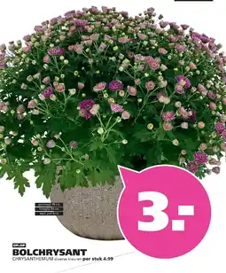 Ranzijn BOLCHRYSAANT aanbieding