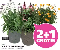 Ranzijn vaste planten aanbieding