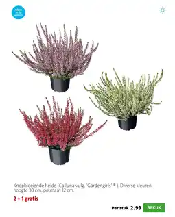 Intratuin Knopbloeiende heide calluna vulg gardengirls aanbieding