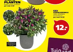 Tuinland Tuinaard STRUIKVERONICA aanbieding