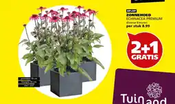 Tuinland Zonnehoed Eechinacea Premium aanbieding