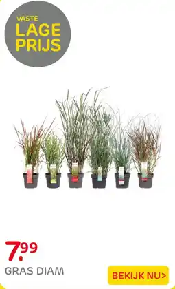 Praxis GRAS DIAM aanbieding