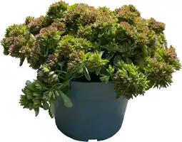 Intratuin Kaukasische muurpeper (Sedum spurium 'Spot on Pink) D19 H 40 cm aanbieding
