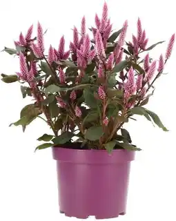 Intratuin Pluimhanekam (Celosia 'Wild Pink') D 19 H 48 cm aanbieding