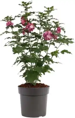 Intratuin Chinese Roos (Hibiscus syriacus 'Duc de Brabant' ) D 21 H 50 cm aanbieding