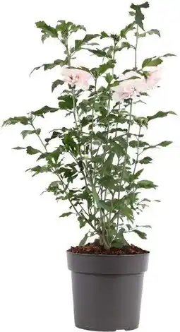 Intratuin Chinese Roos (Hibiscus syriacus 'Lady Stanley' ) D 21 H 50 cm aanbieding