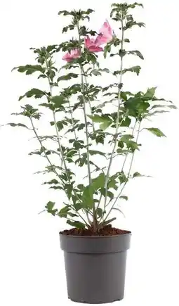 Intratuin Chinese Roos (Hibiscus syriacus 'Woodbridge' ) D 21 H 50 cm aanbieding