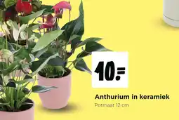 Jumbo Anthurium in keramiek aanbieding