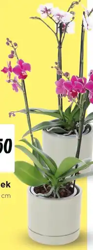 Jumbo Orchidee in keramiek aanbieding