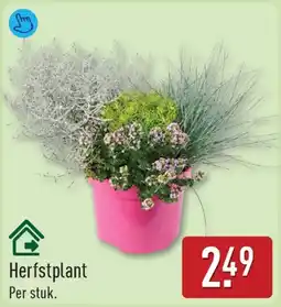 ALDI Herfstplant aanbieding