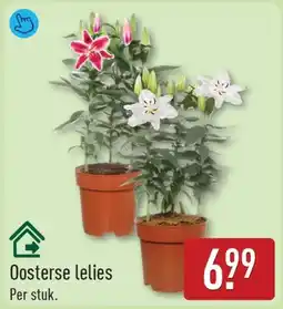 ALDI Oosterse lelies aanbieding