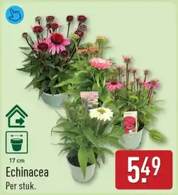 ALDI Echinacea aanbieding