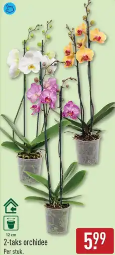 ALDI 2-taks orchidee aanbieding
