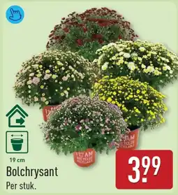 ALDI Bolchrysant aanbieding