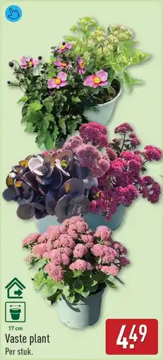 ALDI Vaste plant aanbieding
