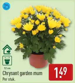 ALDI Chrysant garden mum aanbieding