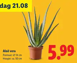 Lidl Aloë vera aanbieding
