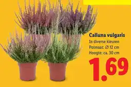Lidl Calluna vulgaris aanbieding